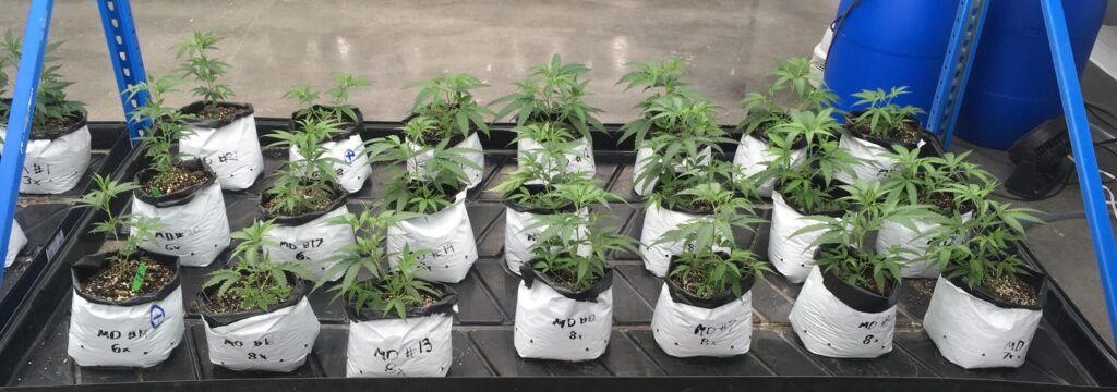 Cannabis mother plants are grown under vegetative conditions to produce clones.