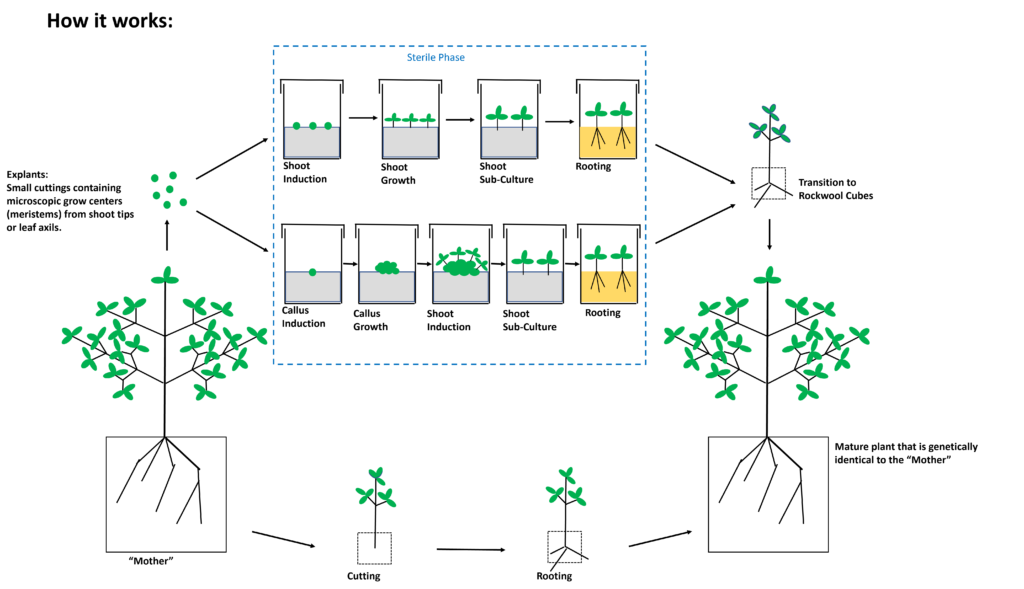 How Cannabis Tissue Culture Works